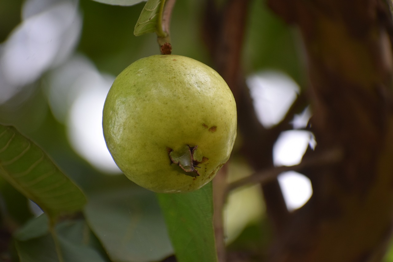 Guayaba Guayaba: propiedades, nutrientes y posibles beneficios para la salud