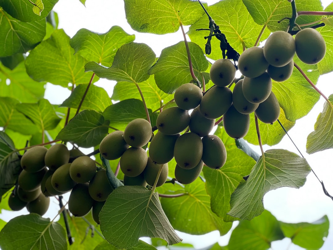Kiwi Beneficios y propiedades del kiwi: vitamina C, fibra y más