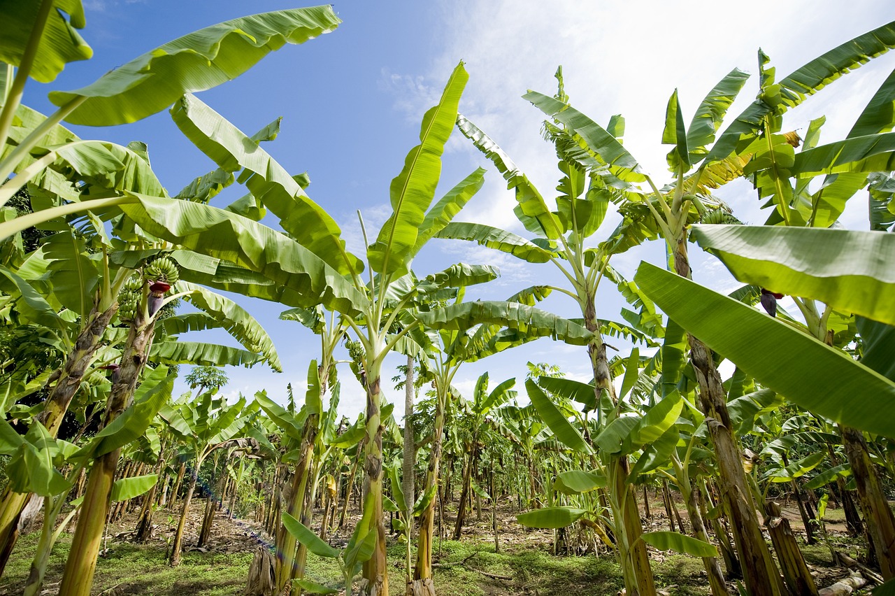 Platano 1 Beneficios del plátano: nutrientes y cómo incluirlo en una dieta equilibrada