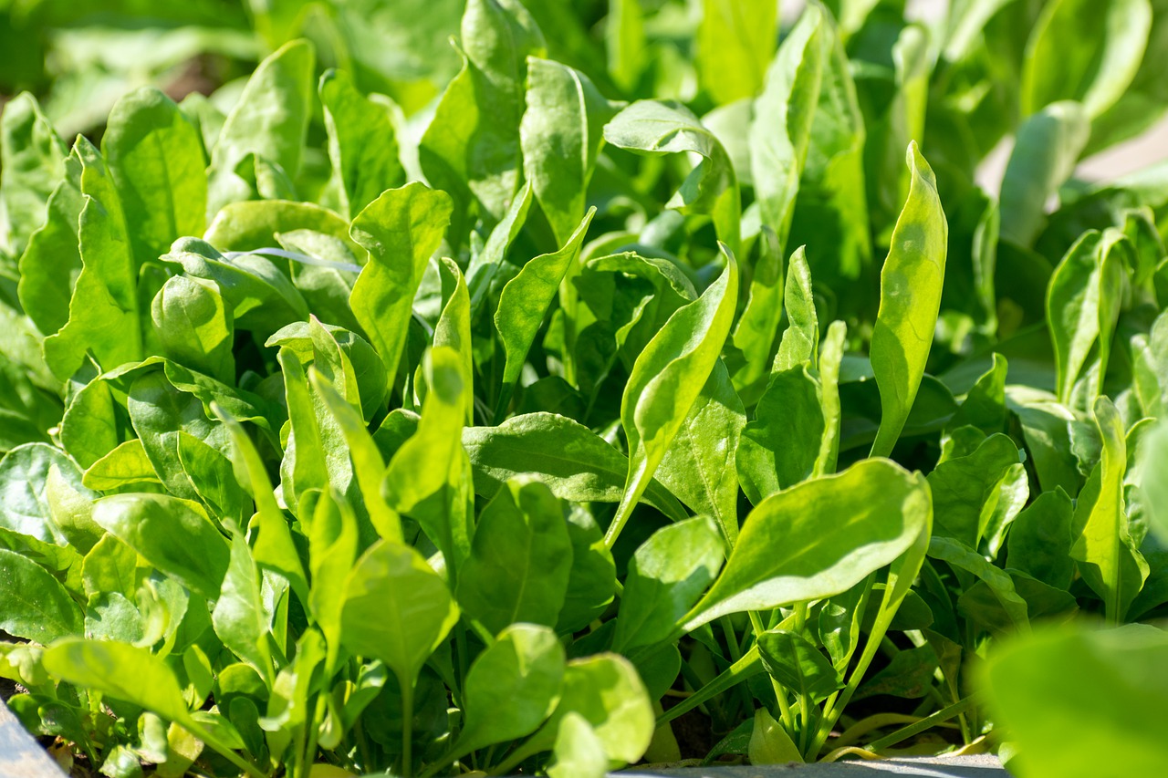 Spinach Espinacas: propiedades, posibles beneficios y formas de consumirlas