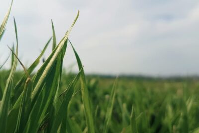 Cereal de Arroz Salvaje Descubre los Beneficios del Cereal de Arroz Salvaje: Tu Guía Completa