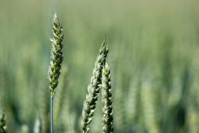 Cereal de Trigo Sarraceno Trigo sarraceno: beneficios, propiedades y recetas saludables