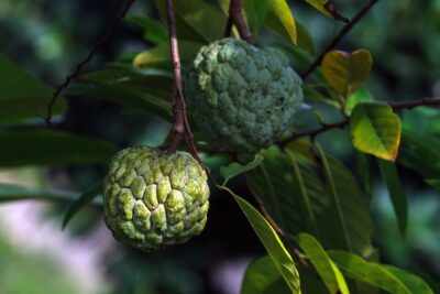 Chirimoya Chirimoya: propiedades, posibles beneficios y nutrientes