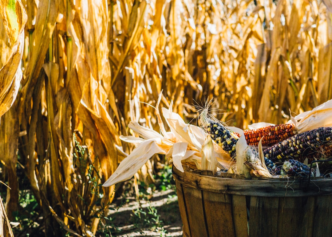 Maiz Todo lo que necesitas saber sobre el cultivo de maíz: historia, beneficios e impacto ambiental